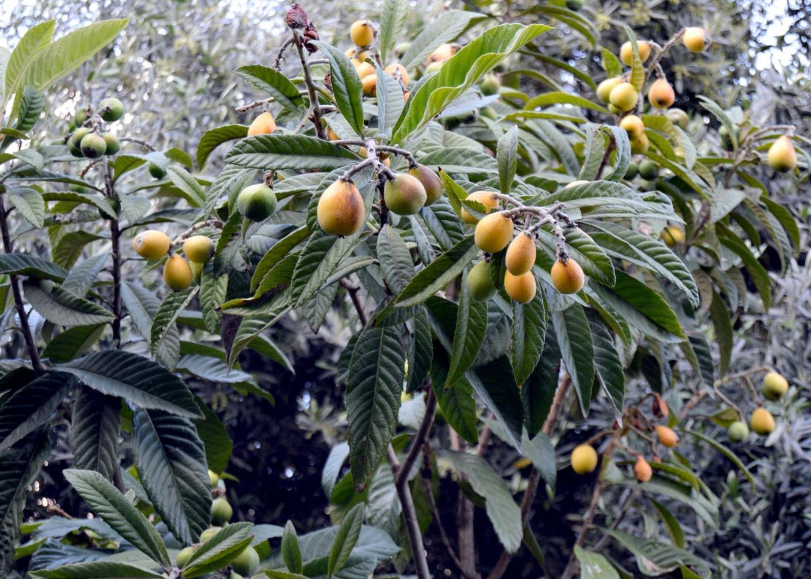 بيت الطبيعة Nature House Jarash Extérieur photo